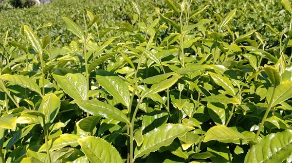 5月に植えたい隙間埋め花8選｜すぐに咲いて放置OK