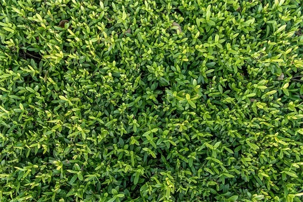 植物の増やし方、簡単なのと難しいのがあります