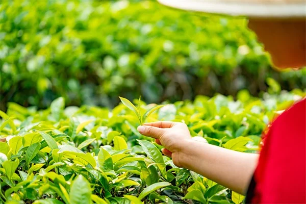 7月にまく花の種8選！秋まで楽しめる失敗しないコツ